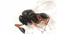 Cimice asiatica: FEM identifica in Trentino due insetti antagonisti