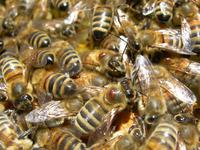Alla FEM nasce la prima Carta per la tutela delle api prodotta dalla comunità scientifica italiana