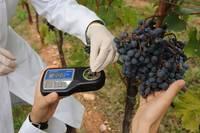 Uva: calo della produzione, ma grande annata per basi spumante e vini da invecchiamento