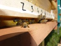 Ape da miele bene comune: nasce in Trentino la carta per la sua salvaguardia