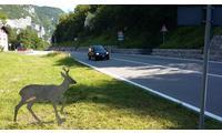 Automobilisti e fauna selvatica: parte la sperimentazione della segnaletica con sagome a bordo strada 