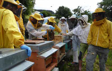 Bando finanziamenti apicoltura annualità 2021_2022 - immagine tratta dalla rivista Terra Trentina n. 3/2018