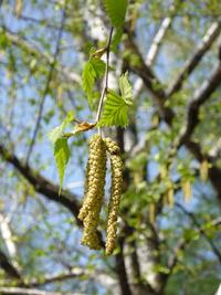 Pollini in aria: carpino nero e betulla in aumento, in diminuzione le cupressacee
