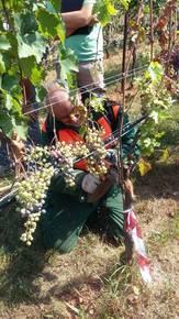 Biologico, 1000 ettari di vigneto in Trentino. Focus oggi con oltre 300 viticoltori sulle sperimentazioni FEM 