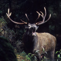 Cervo, immagine tratta dalla relazione Foreste e Fauna 2013