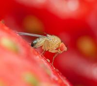 Ganaspis contro Drosophila suzukii: conclusa la prima stagione dei "lanci" in Trentino