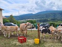Festa dell'Unione allevatori val di Non: la vicinanza del Trentino