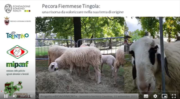 filmato: Pecora Fiemmese Tingola una risorsa da valorizzare nella sua terra di origine - Nicoletta Delladio (allevatrice) e Emanuele Eccel (FEM)