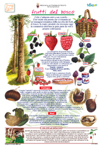 Poster frutti del bosco - edizione 2012