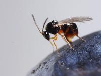 Ganaspis contro Drosophila suzukii: conclusa la prima stagione dei "lanci" in Trentino
