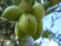 3^ Giornata olivicola, focus su produzione e prospettive in Trentino, Nord Italia e Slovenia 