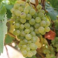 Grappolo di uva Muller Thurgau, immagine tratta dalla rivista PAT Terra Trentina n. 4_2012