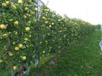 Giovedì 4 agosto viticoltura bio e venerdì 5 agosto forme di allevamento del melo. 11 agosto focus prevendemmiale di Assoenologi (frutteto pedonabile Maso Part)