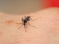 Zecche e zanzare, al via i monitoraggi per creare mappe di rischio aggiornate