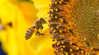 Città a misura d'ape  Alla ricerca di possibili equilibri