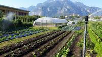 20 maggio, una giornata per valorizzare la biodiversità agricola del Trentino-[Archivio Fondazione Edmund Mach]