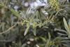 olivo in fioritura - 4^ Giornata tecnica olivicoltura delle regioni produttive del Nord Italia e della Slovenia - comunicato stampa FEM del 1 febbraio 2024