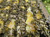 Aiuti apicoltori per perdite subite primavera 2021 - domande fino al 31 marzo 2022