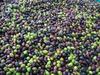 Aiuto agli agricoltori per le perdite settore olivicolo trentino - annata 2021 - domande fino al 31 marzo 2022