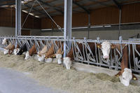 Alimentazione degli animali: approvato il Piano di controllo triennale