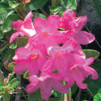 Rododendro, immagine tratta dalla pubblicazione PAT : Miele del Trentino