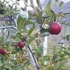 Andamento mercato delle mele - Italia 2021/2022 