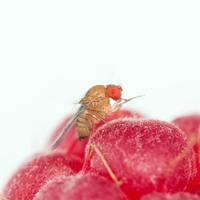 Drosophila Suzuki, immagine tratta dal comunicato stampa PAT n. 2339 del 7 novembre 2016