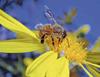 Arnia per apicoltura naturale