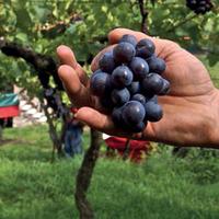 Assaggio scientifico degli acini d'uva