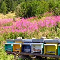 Assistenza sanitaria negli apiari