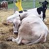 Bovine alimentate con silo-mais. foto n.e. - PAT