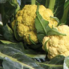 Broccolo di Torbole, immagine tratta dalla pubblicazione PAT n. 1_2013