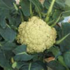 Broccolo di Torbole, immagine tratta dalla rivista Terra Trentina n. 5_2013