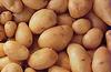Cala la produzione di patate da seme