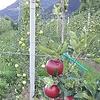 Caldonazzo ha fermato la moria dei meli. (foto n.e. - PAT)