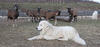 Cani per proteggere il bestiame, mattinata di formazione per gli allevatori - Cane da pastore maremmano abruzzese (antica razza da gregge)