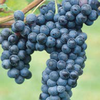Grappolo d'uva Groppello, immagine tratta dalla rivista Terra Trentina n. 3_2014