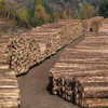 CCIAA: legname venduto nel primo bimestre. (immagine tratta dalla pubblicazione PAT - Rapporto foreste e fauna 2014)