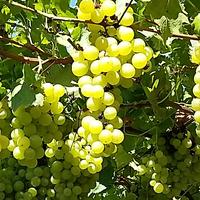 Cimice asiatica sull’uva, non da problemi. (foto n.e. - PAT)