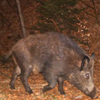 Cinghiale, immagine tratta dalla Relazione Servizio Foreste e Fauna 2013