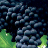 Consulenza viticola gestita da CAVIT. (immagine tratta dalla rivista PAT - La tutela della vitivinicoltura in Trentino)