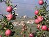 Contributo rinnovi impianti melo per aziende frutticole – domande fino al 31 marzo 2022