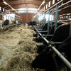 Controllo sanitario del patrimonio bovino