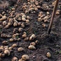 COPAG prevede difficoltà per le patate da seme.