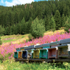 Arnie di api in Valsugana, tratto dalla pubblicazioni PAT "Miele del Trentino"