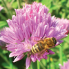 Ape su fiore di erba cipollina, immagine tratta dalla pubblicazione PAT "A scuola dalle api"