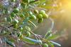 Delimitate le zone olivicole danneggiate dal caldo di inizio estate