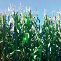 Diabrotica del mais: tante catture, pochi danni