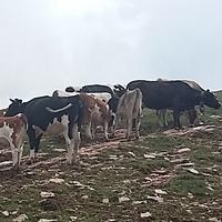 Dichiarazioni bestiame alpeggiato - scadenza presentazione domande 15 luglio 2018