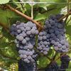 Grappolo di uva Pinot grigio, immagine tratta dalla rivista Terra Trentina n. 4_2013